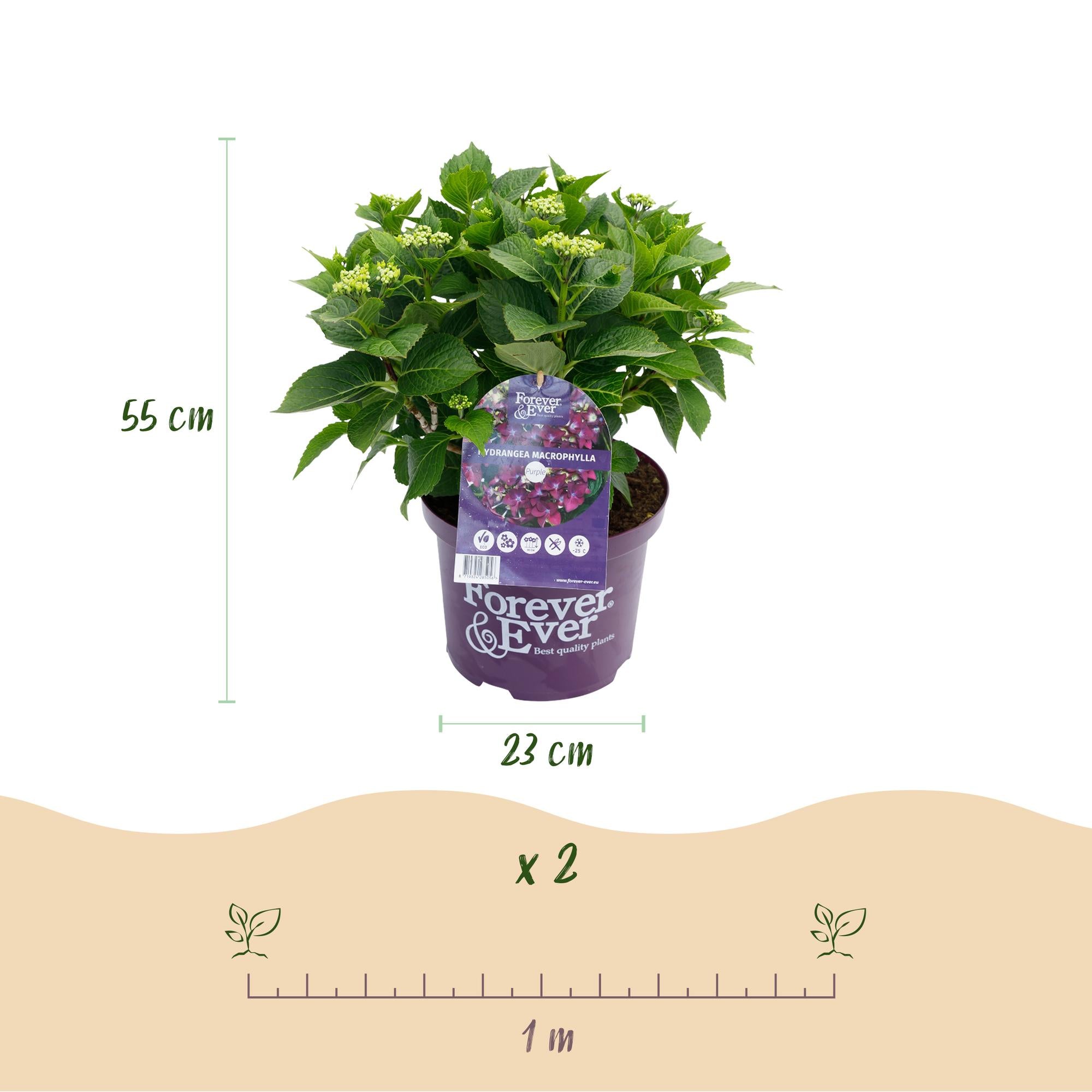 Hortenzie 'Forever & Ever' Purple – Hortenzie, 7–12 květů – květináč 23 cm, výška 55 cm