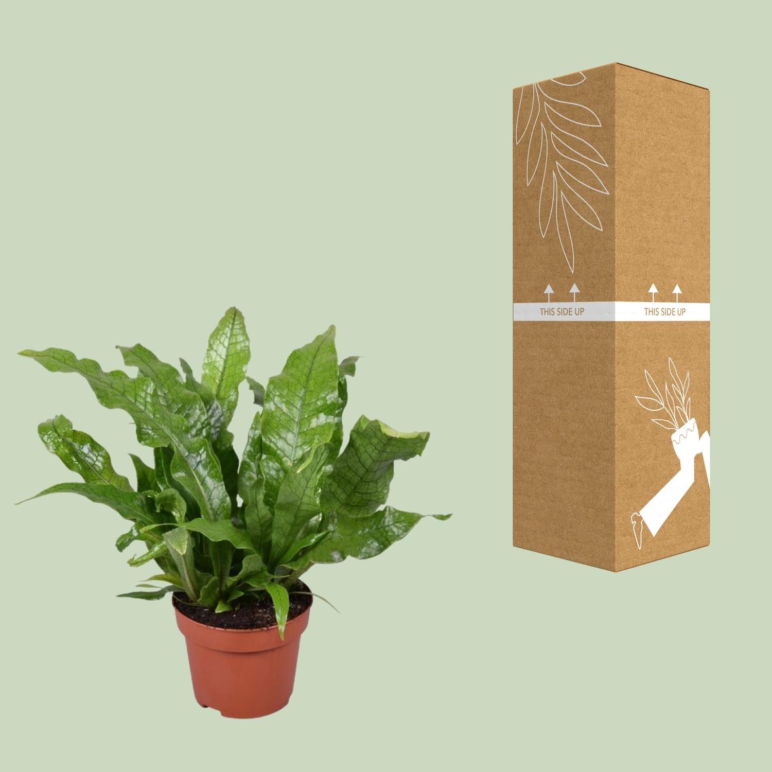 Microsorum Crocodyllus – Krokodillenvaren - Ø12cm - ↕30cm