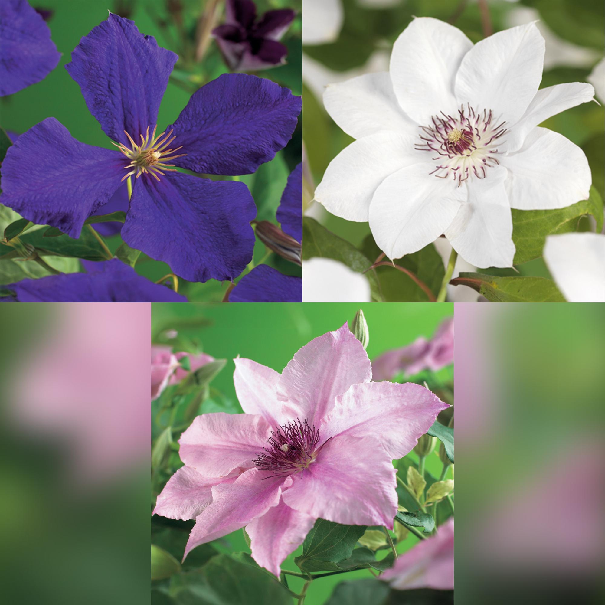 Kletterpflanze Clematis ‘Tricolour’ – Rosa-Weiß-Lila Blüte, 3 Pflanzen, 11 cm Topf, ca. 40 cm hoch