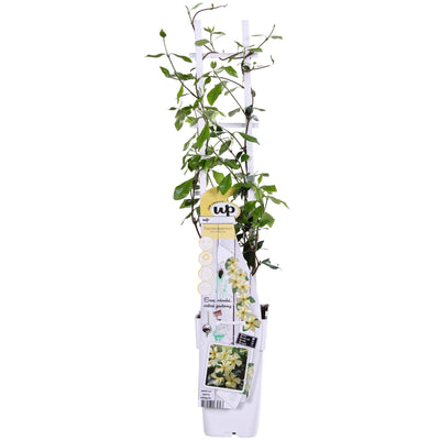 Gelsomino 'Star of Toscana' – Trachelospermum, sempreverde, vaso da 15 cm, altezza 65 cm