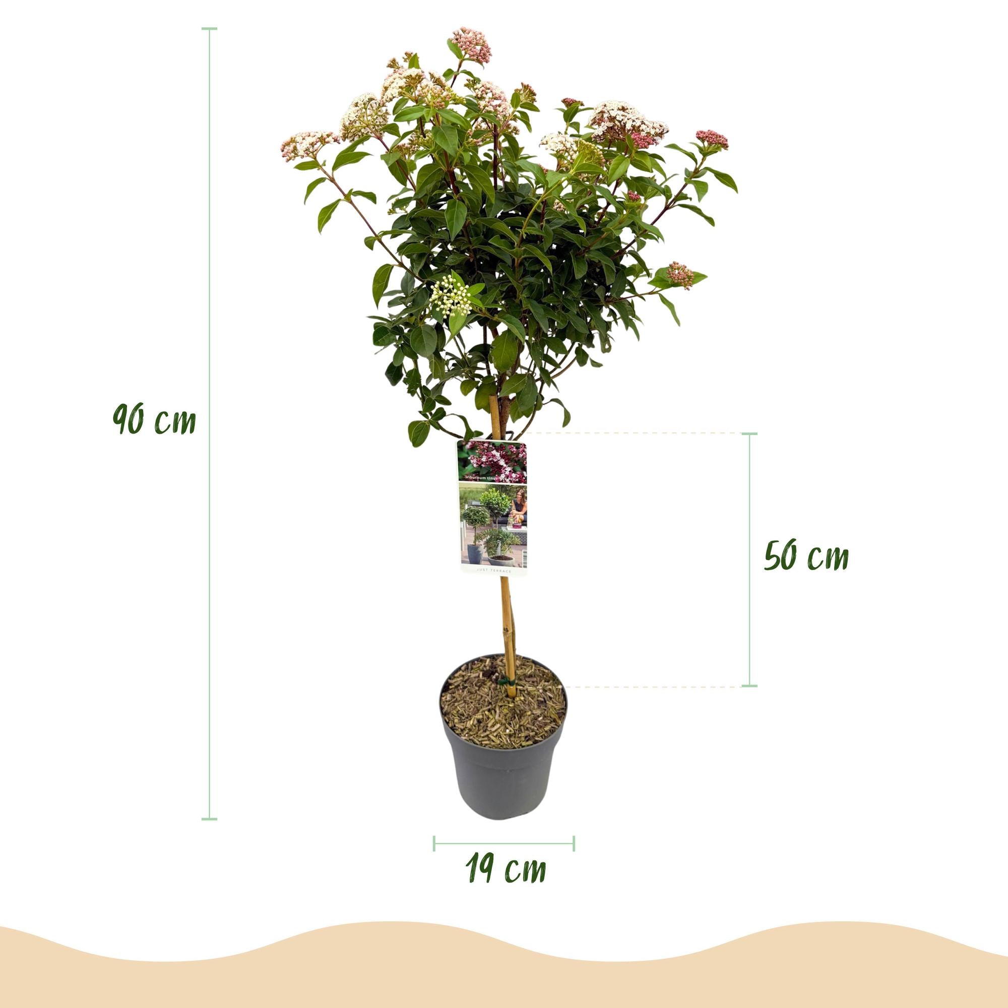 Pianta sempreverde standard Viburnum tinus – fiori bianco-rosa – vaso da 19 cm, altezza 90 cm