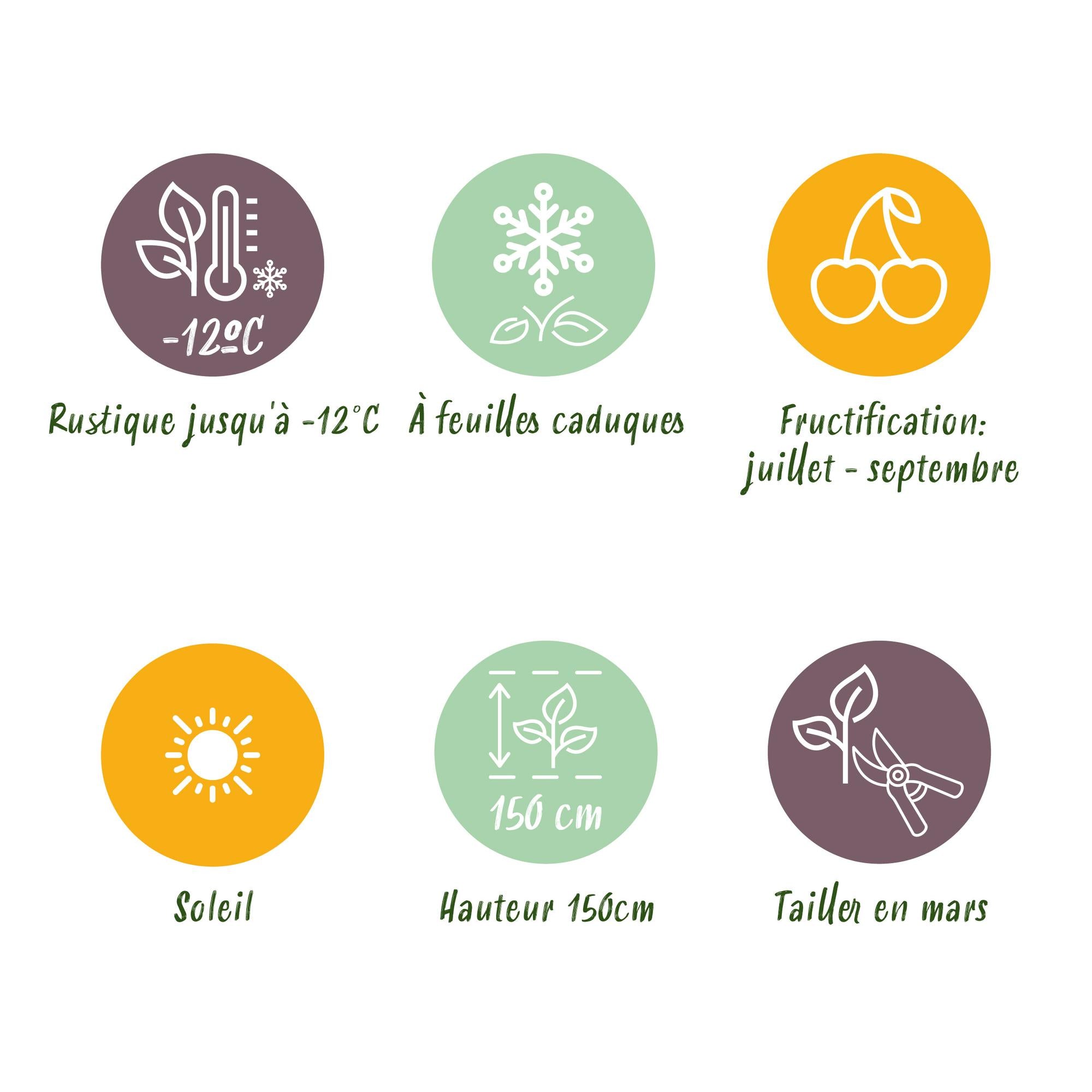 Fikonträd ‘Brun kalkon’ (Ficus carica) – 19–90 cm