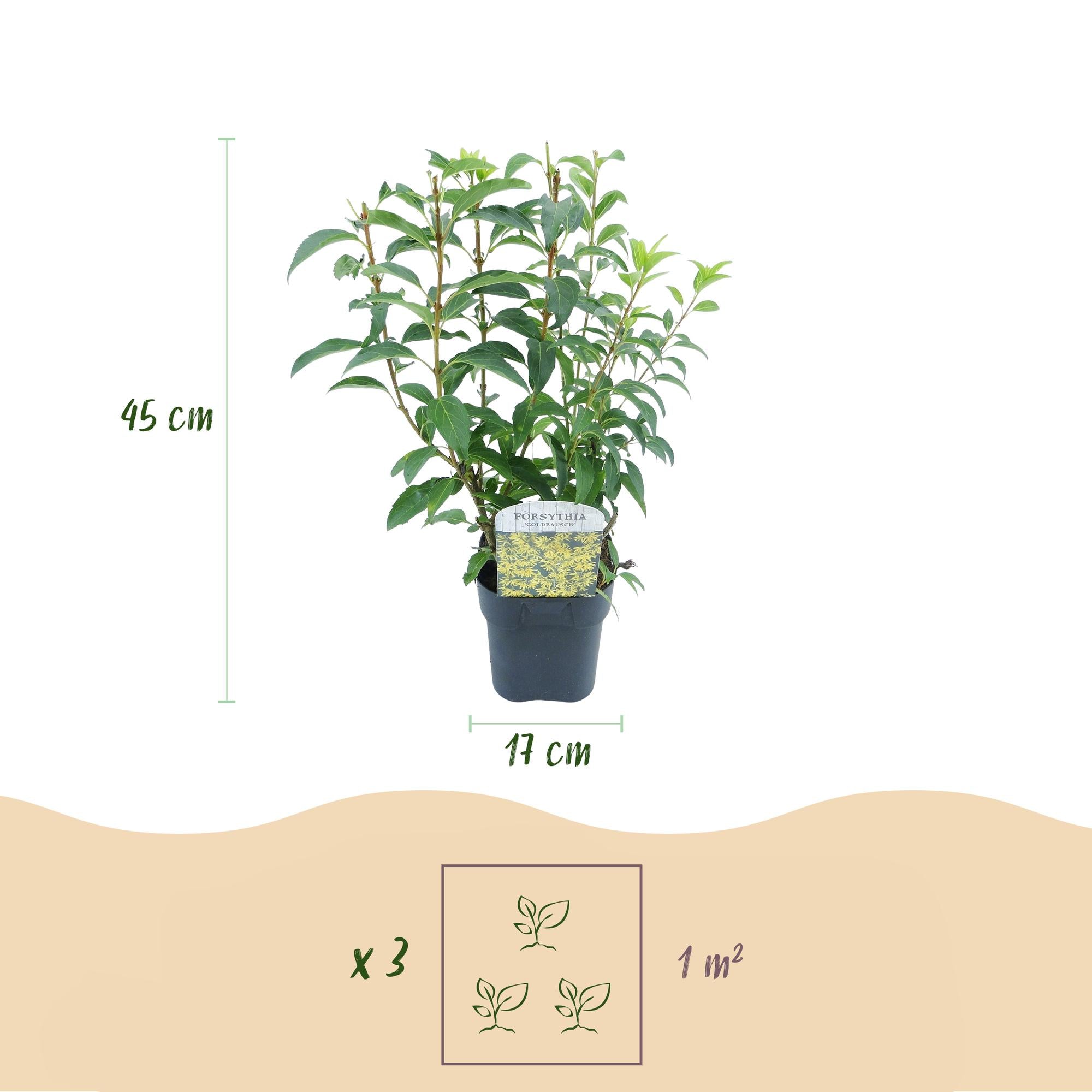 Zlatice 'Goldrauch' – žlutě kvetoucí keř, 1 rostlina, květináč 17 cm, výška 45 cm