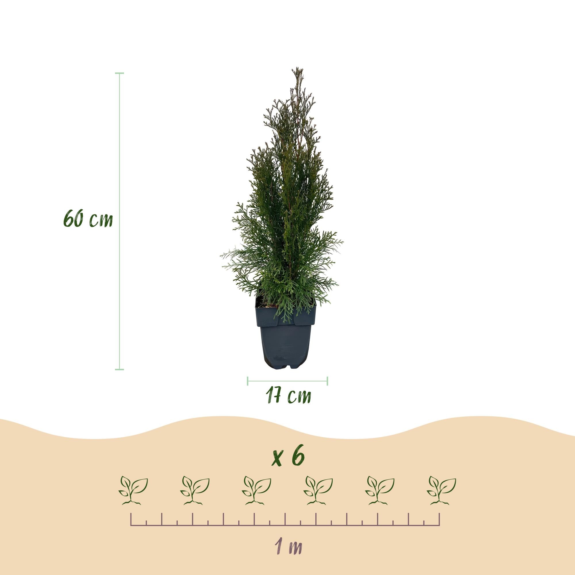 GreenboutiQ - Rostliny na živý plot - Thuja occidentalis Smaragd - Zelené listy - 6 rostlin - 1 běžný metr - Vždyzelená - květináč 17 cm, výška 60 cm
