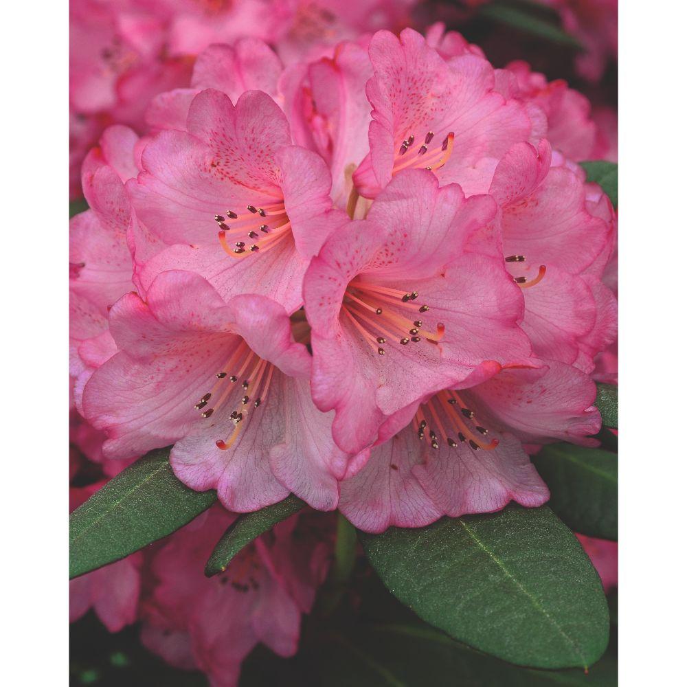 Rhododendron 'Wine & Roses' – vintergrön, 13 cm kruka, 20 cm hög