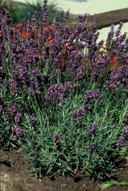 True Lavender 'Munstead' (Lavandula angustifolia) – 10–25 cm, Ø9 cm
