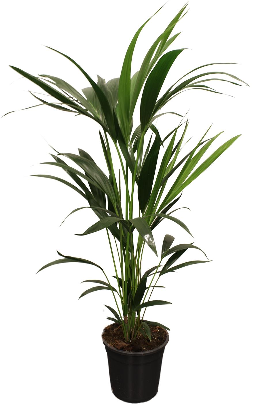 Howea Forsteriana (Kentia) – Kentia Palm - 100-120 cm