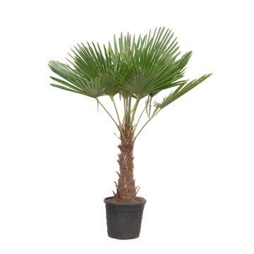 Palma cinese del mulino a vento (Trachycarpus fortunei) – 120–240 cm