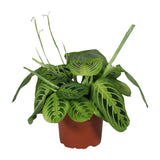 Maranta Leuconeura 'Fascinator Lemon Lime' – Pilrot – 12 cm kruka, 30 cm hög