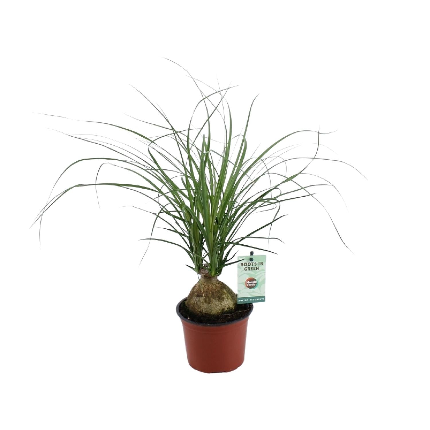 Beaucarnea recurvata–Pied d'éléphant–Pot de 12 cm, 45 cm de hauteur