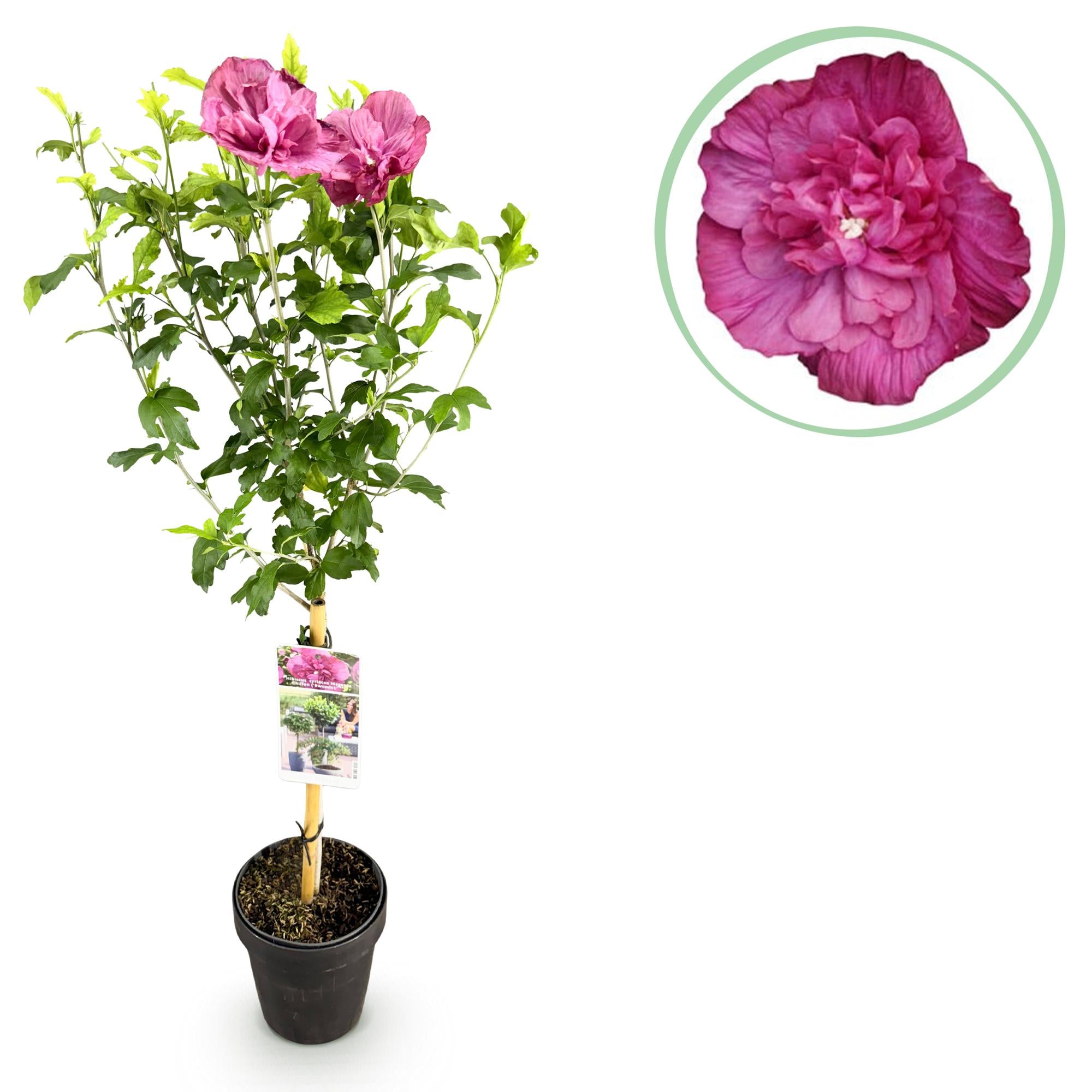 Hibiskus-Stamm ‘Magenta Chiffon’® – winterharte Terrassenpflanze, 19 cm Topf, 90 cm hoch