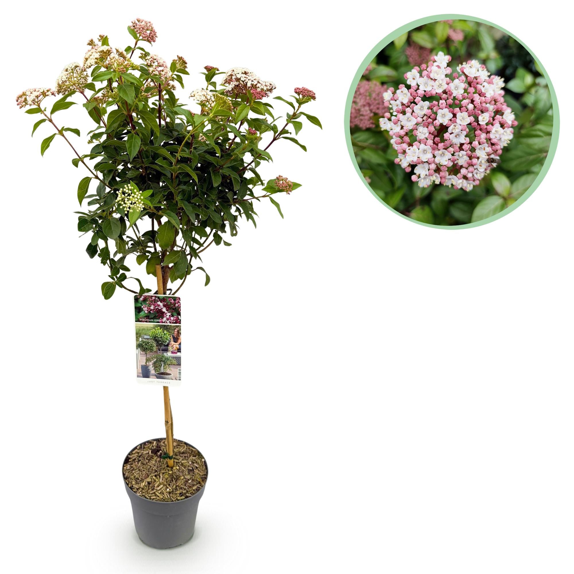 Viburnum tinus ‘Eve Price’ Stamm – Terrassenpflanze, winterhart, 19 cm Topf, 90 cm hoch