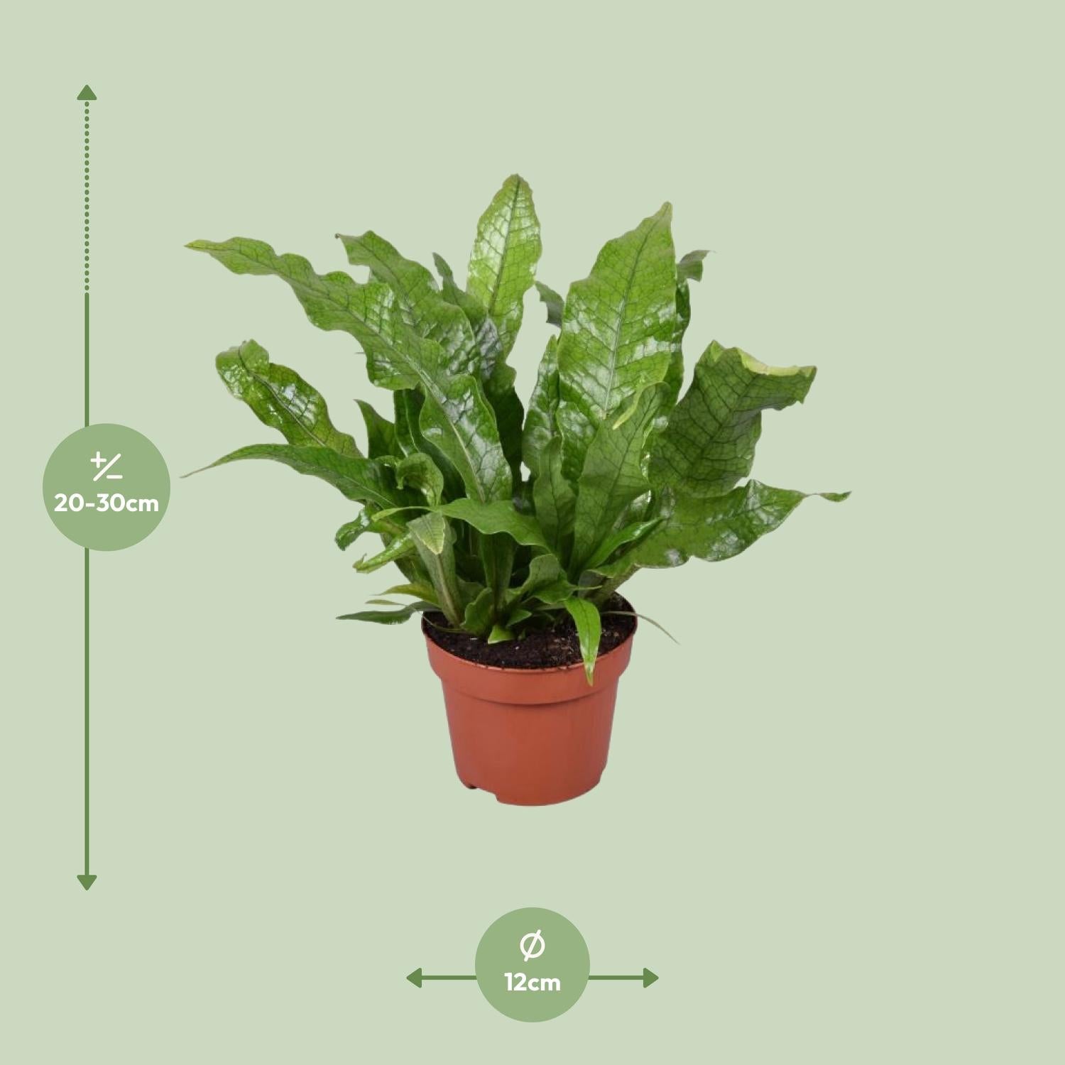 Microsorum Crocodyllus – Krokodillenvaren - Ø12cm - ↕30cm