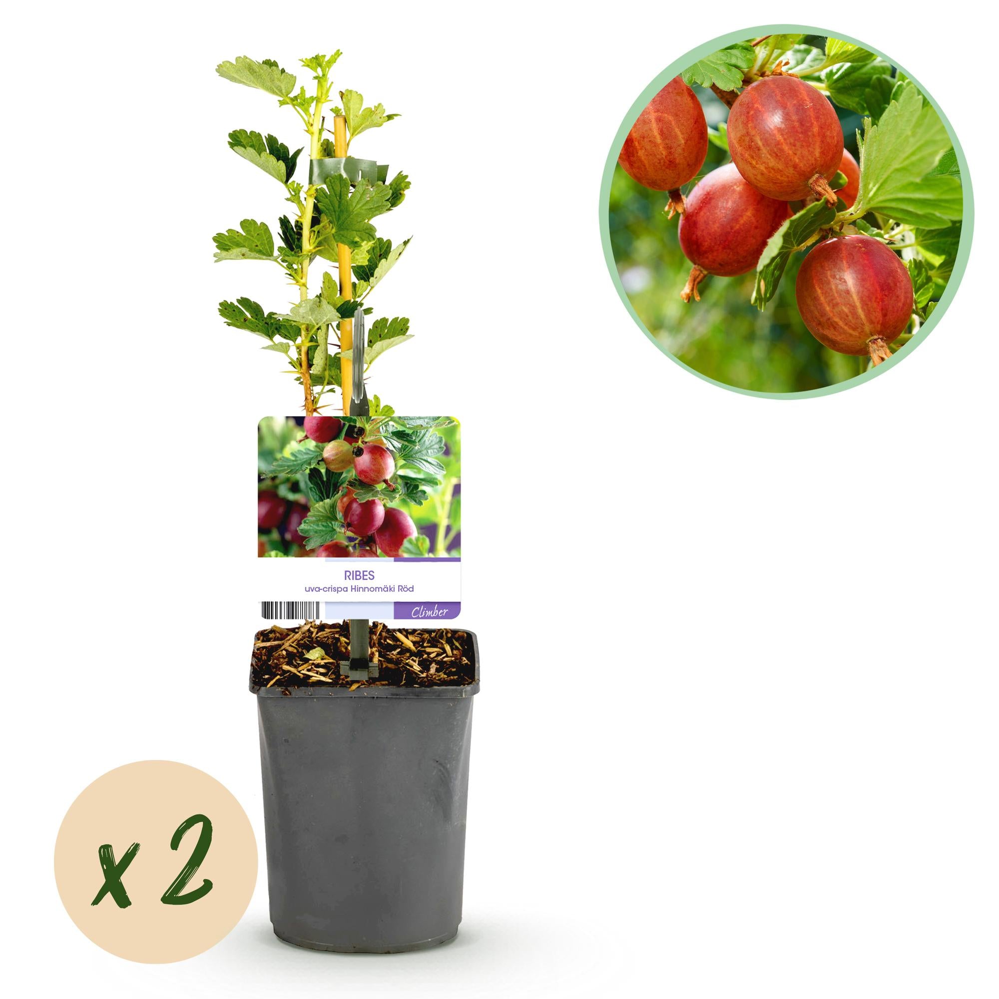 Röd krusbär ”Hinnomäki Röd” – 2 plantor i en 11 cm kruka (ca 40 cm)