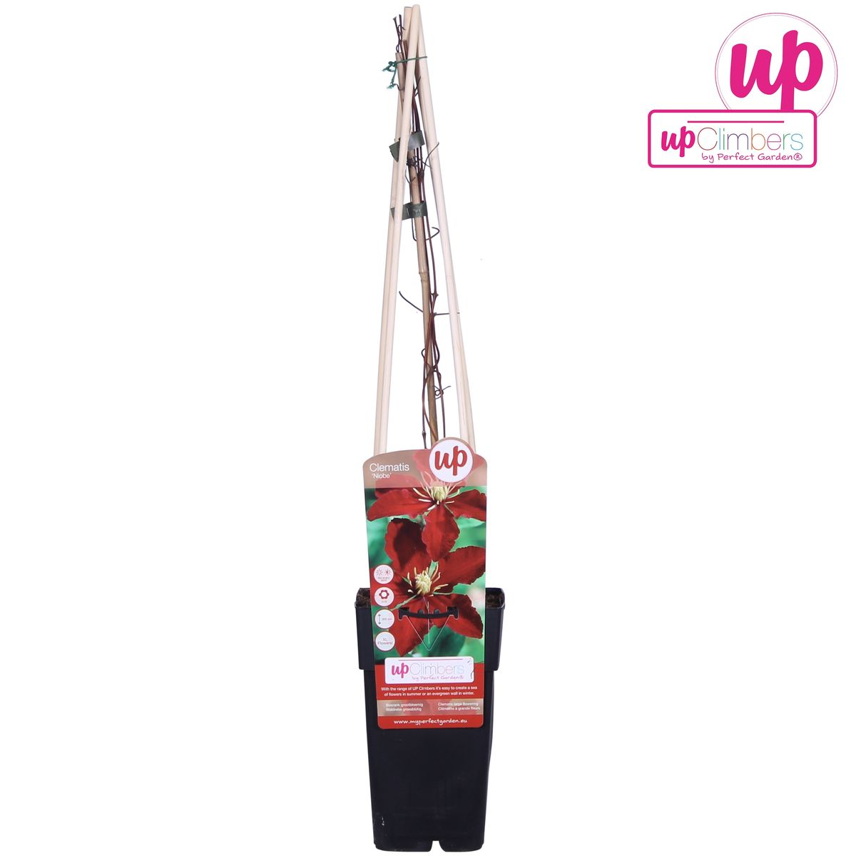 Klematis 'Niobe' – storblommig, sommarblommande sort, 15 cm kruka, 65 cm höjd