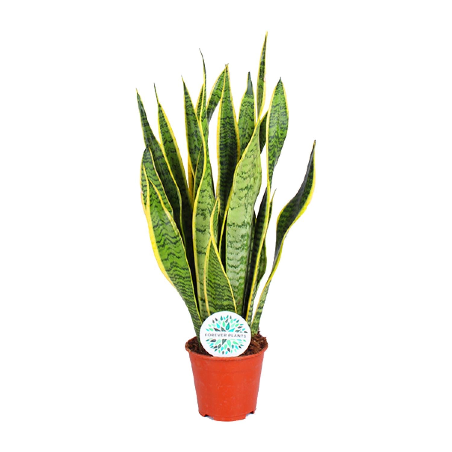 Sansevieria Trifasciata Laurentii – Bowstring Hemp - 40-84 cm
