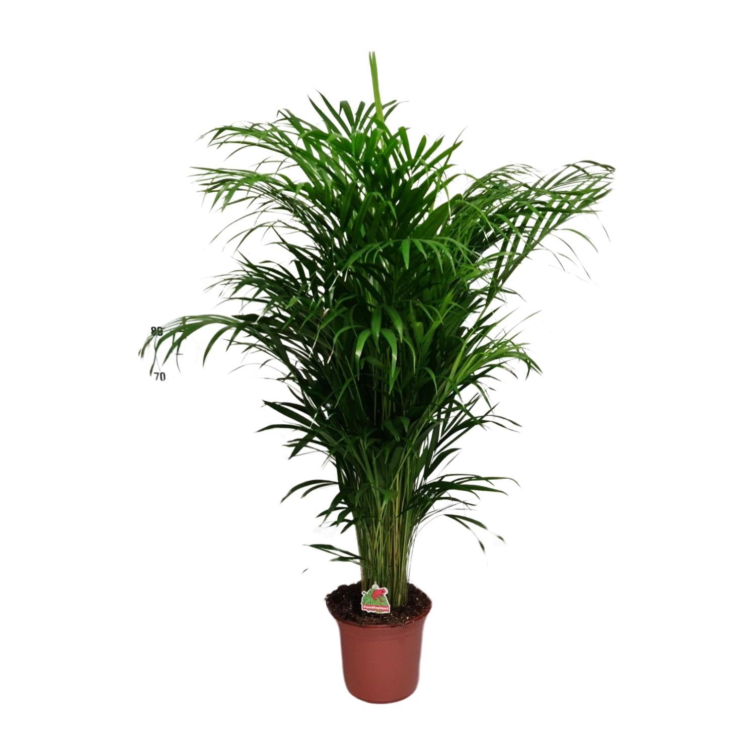 Dypsis Lutescens – Areca palmová - 40-125 cm