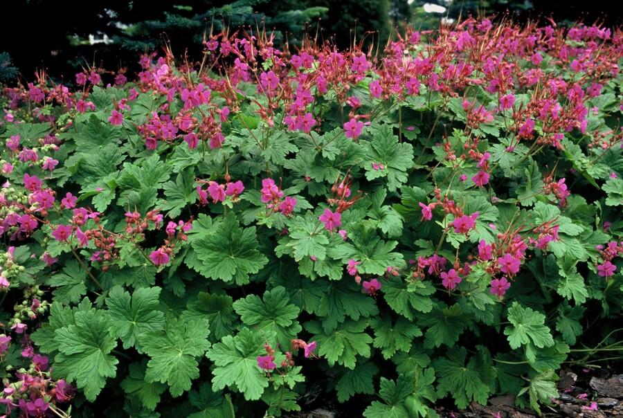 Geranium ‘Czakor’ – robuster Bodendecker, 9 cm Topf, 10–25 cm hoch