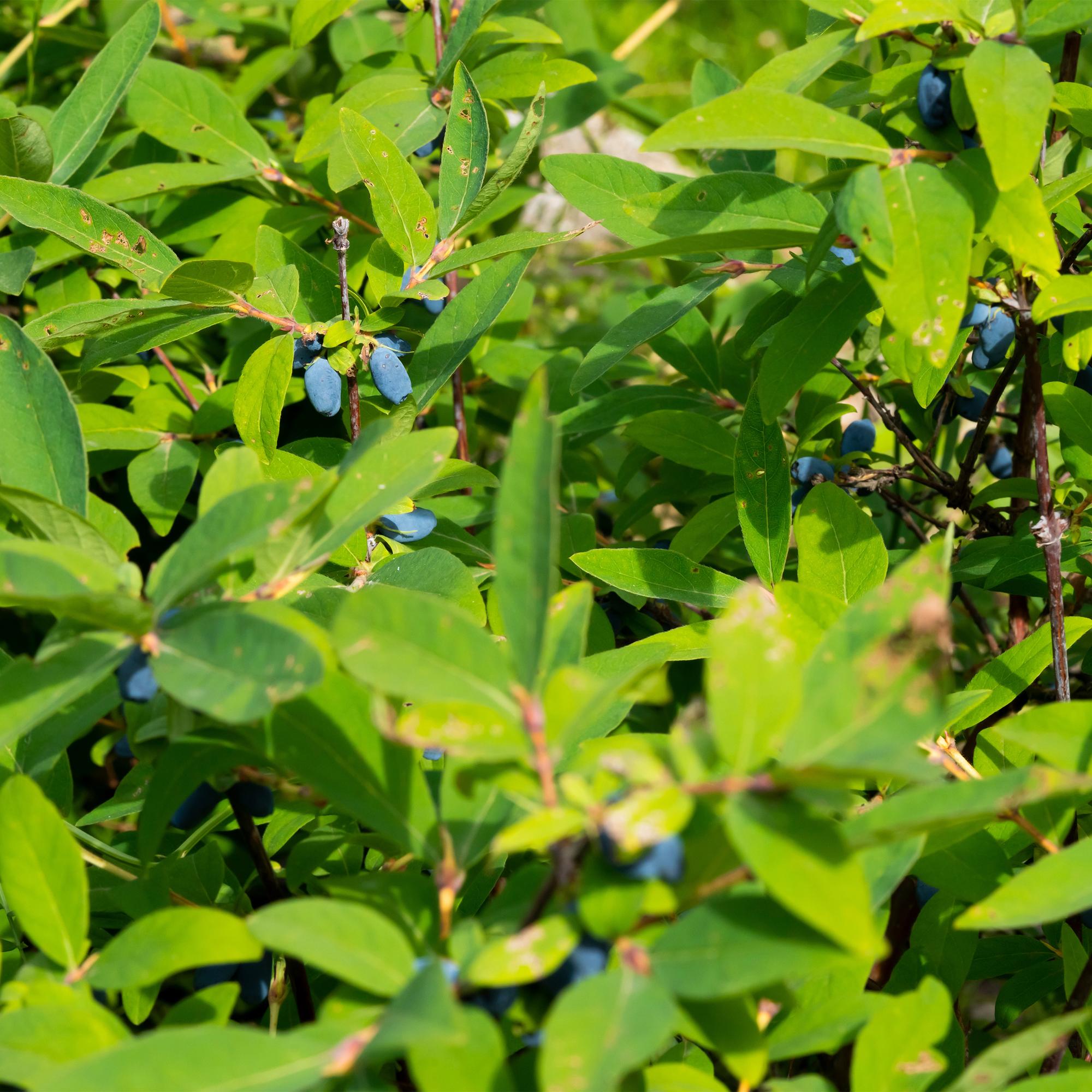 Lonicera caerulea 'Kamchatika' – 2 plantas, maceta de 15 cm, 50 cm de altura