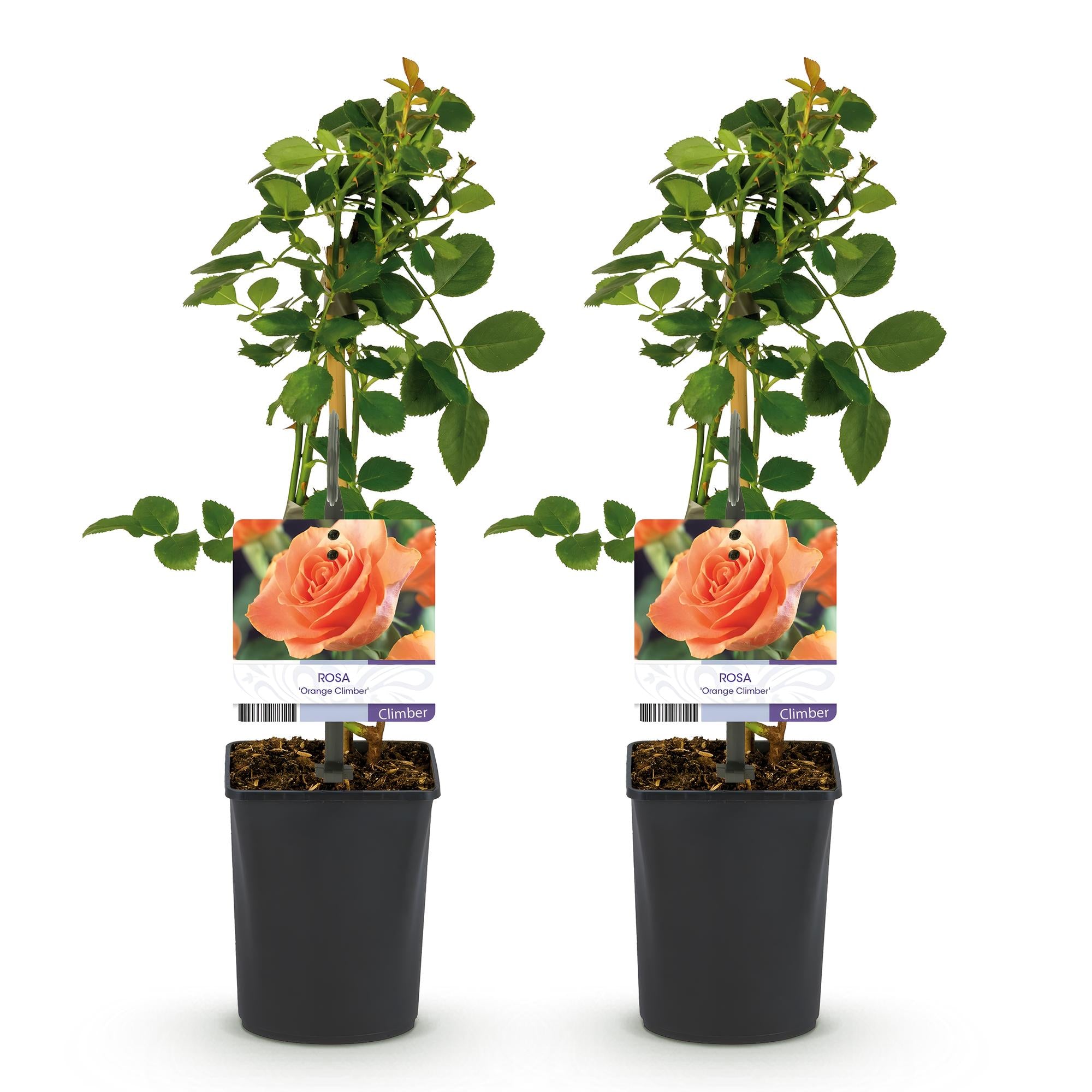 Rosa 'Orange Climber' – climbing rose with orange flowers, 2 plants, 40 cm tall