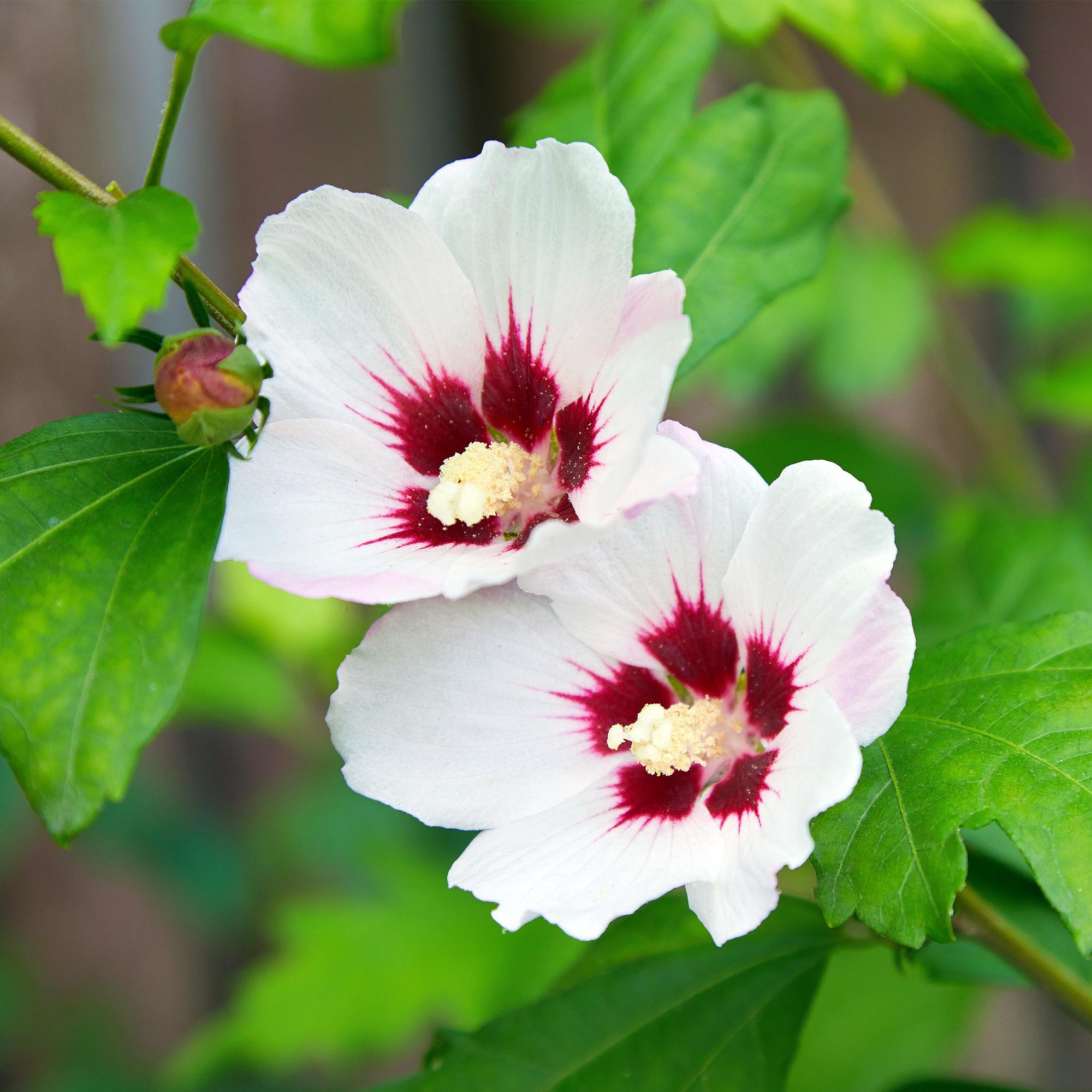 Hibiskus 'Hamabo' – lövfällande, ljusrosa blommande, 17 cm kruka, 45 cm hög