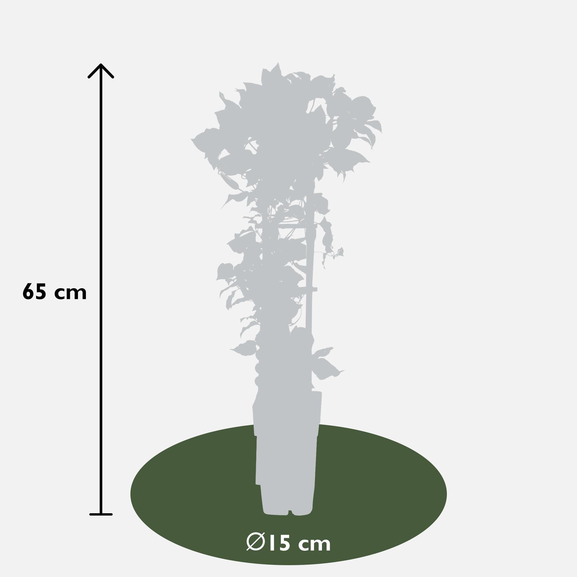 Clematis ‘Nubia’ (Evison-Serie) – rotblühende Clematis, Ø15 cm, 65 cm hoch