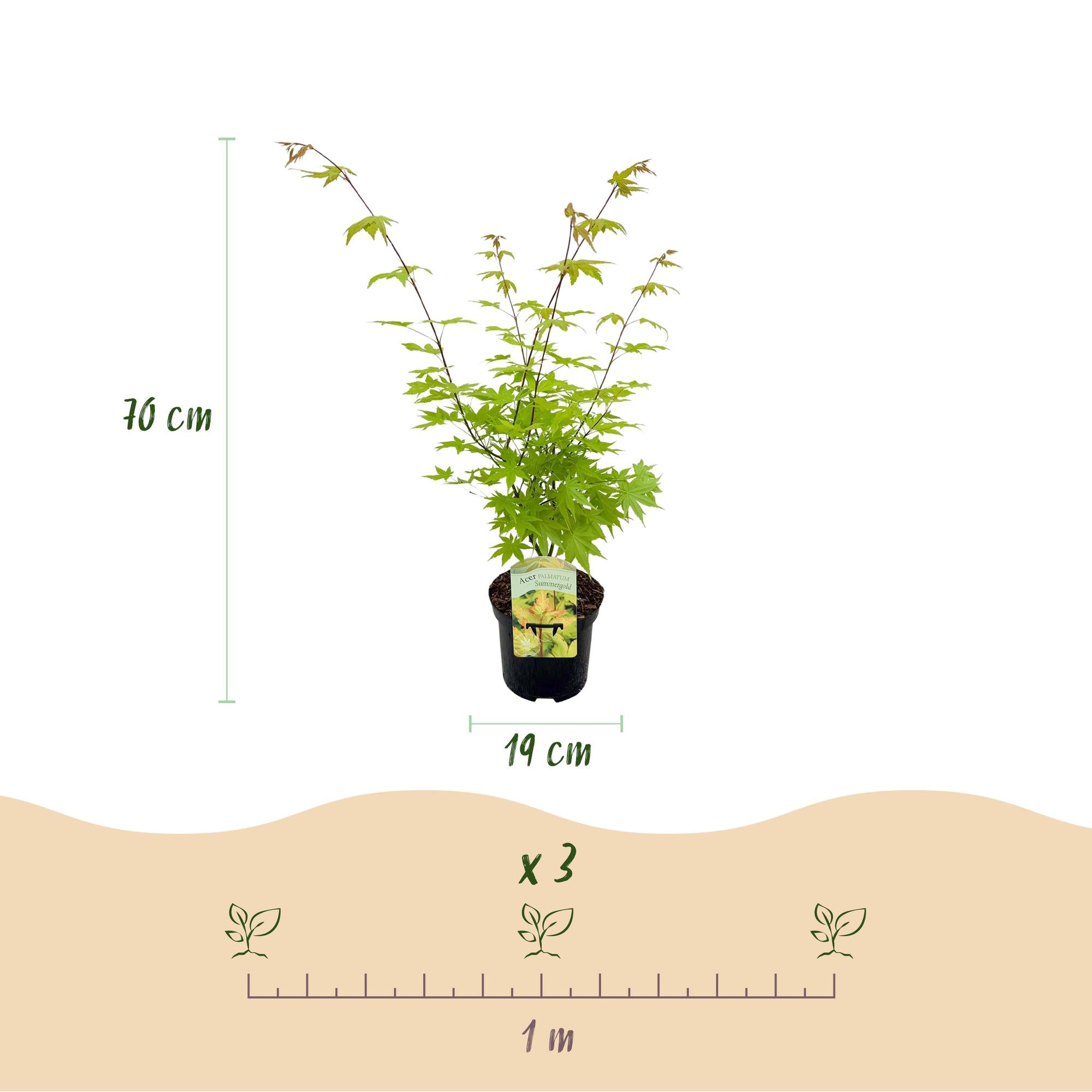 Acer Palmatum 'Summergold' – javor dlanitý, opadavý – květináč 19 cm, výška 70 cm