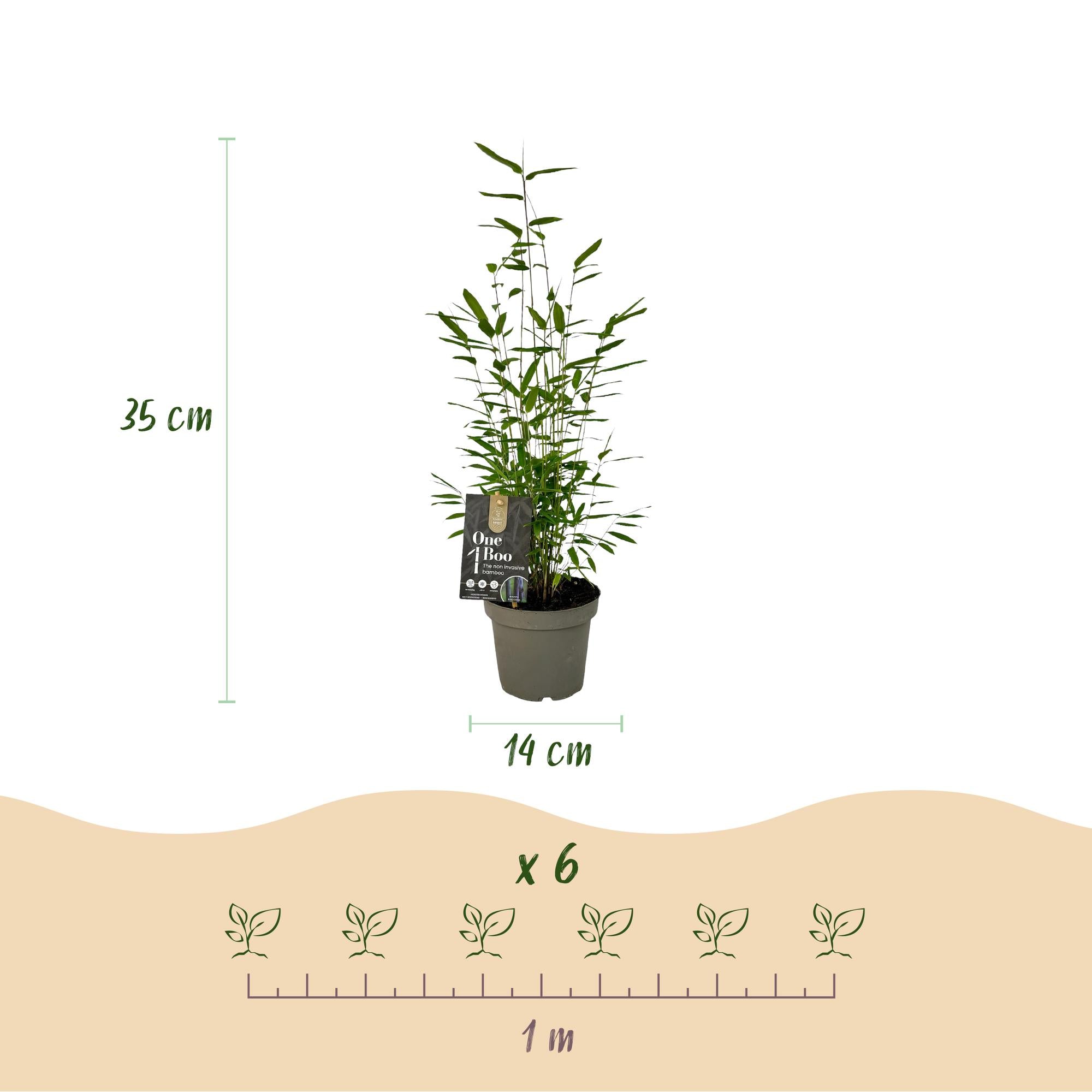 Fargesia 'Black Dragon' – trsovitý bambus, květináč 14 cm, výška 35 cm