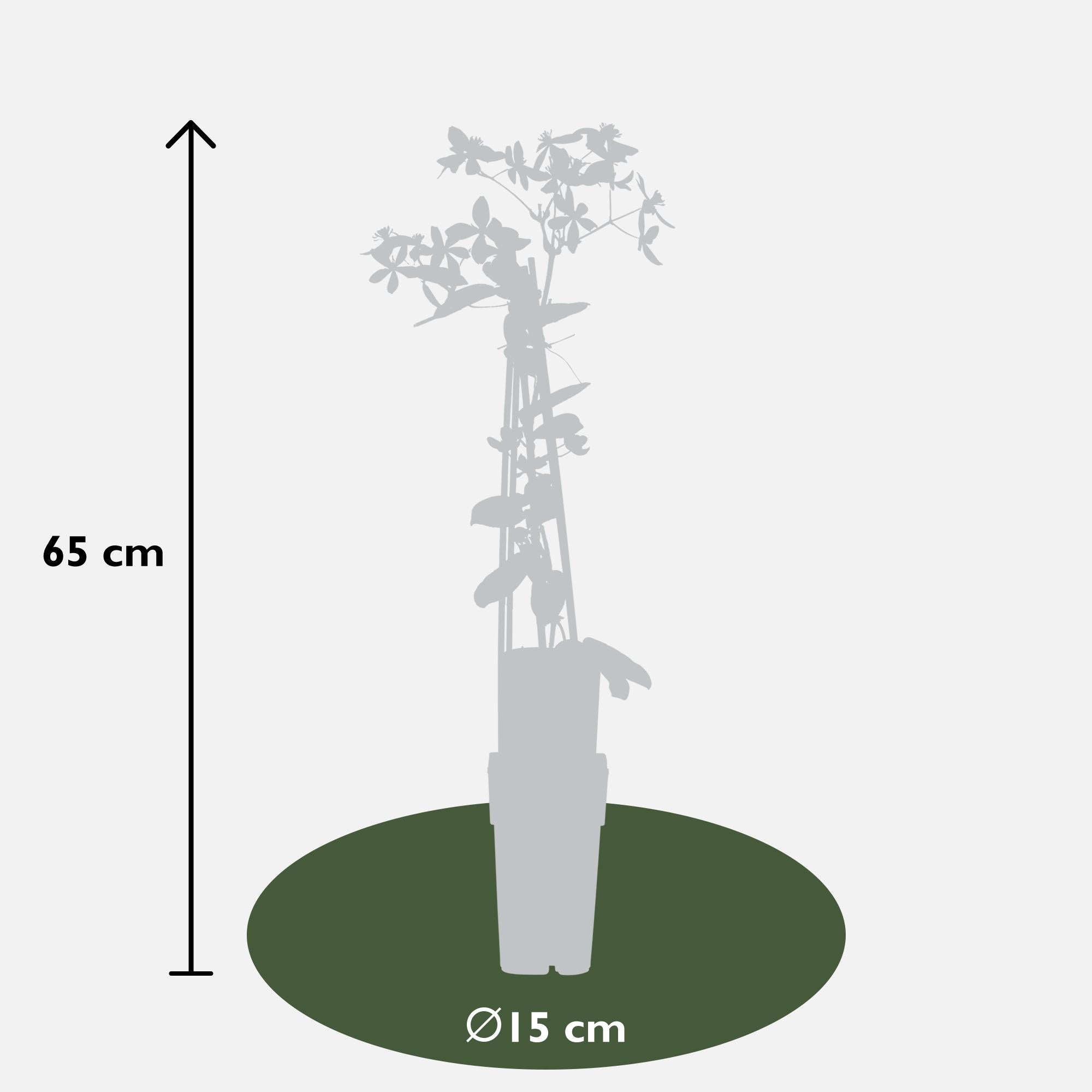 Clematis armandii 'Apple Blossom' – vintergrön, ljusrosa klätterväxt, 15 cm kruka, 65 cm höjd