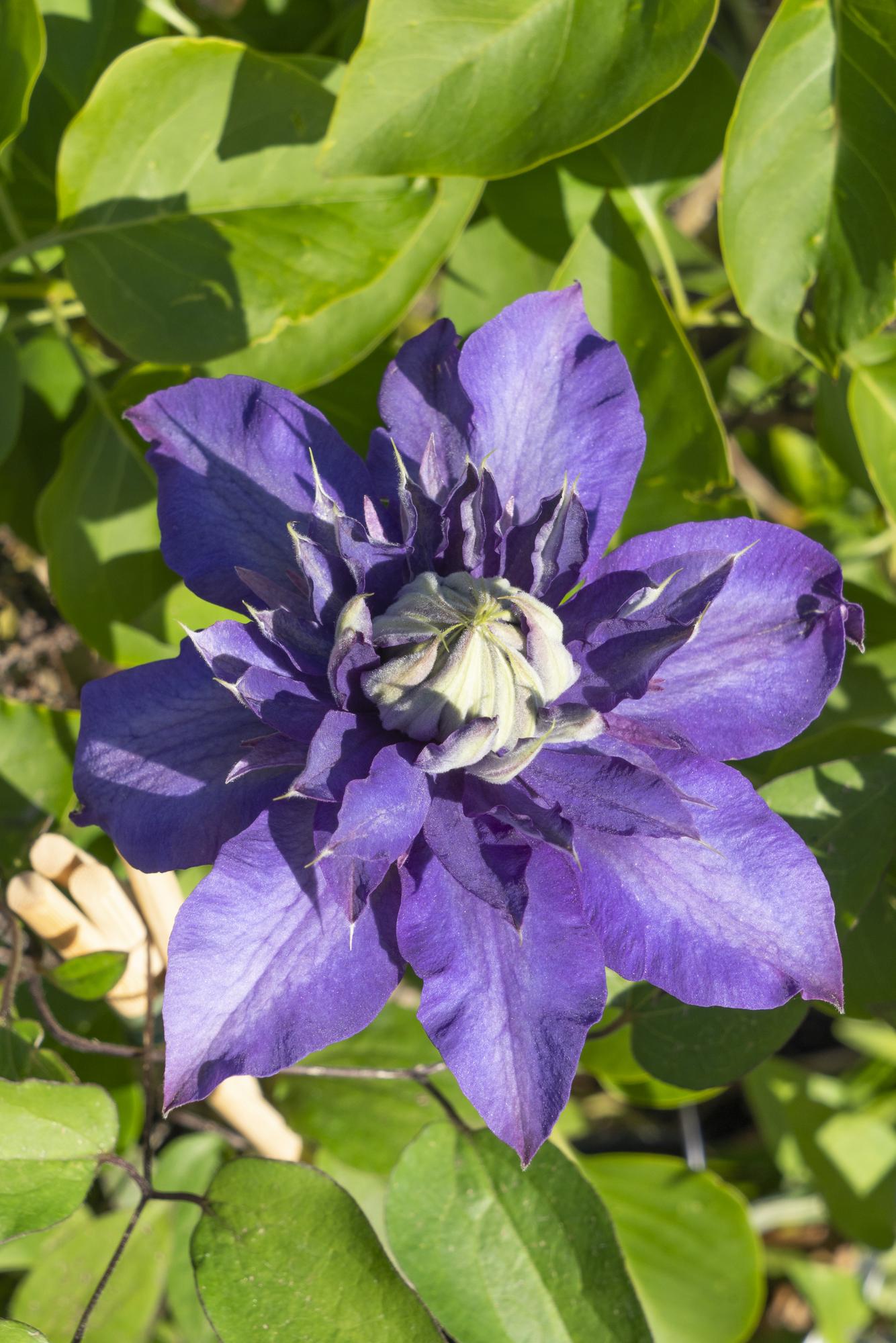 Clematis 'Multi Blue' – large-flowered, blue-violet climbing plant, 15 cm pot, 65 cm tall