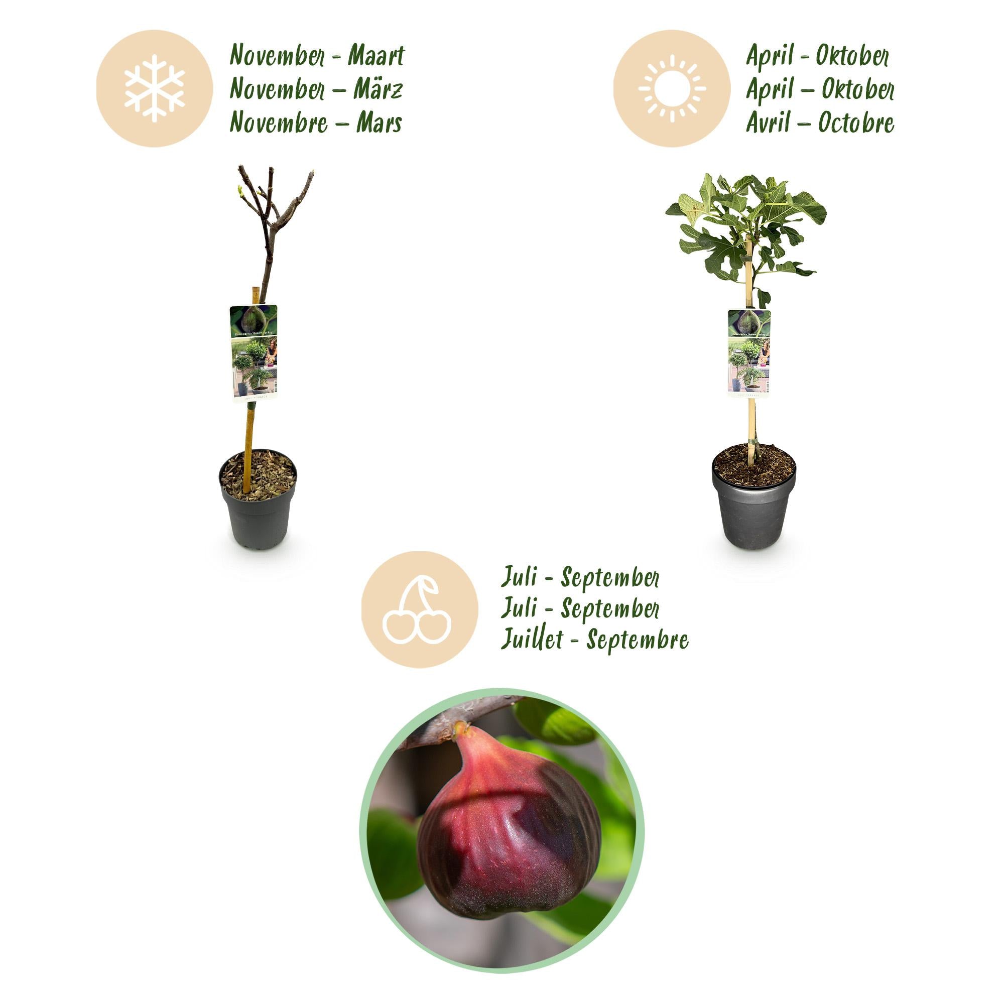 Fikonträd ‘Brun kalkon’ (Ficus carica) – 19–90 cm