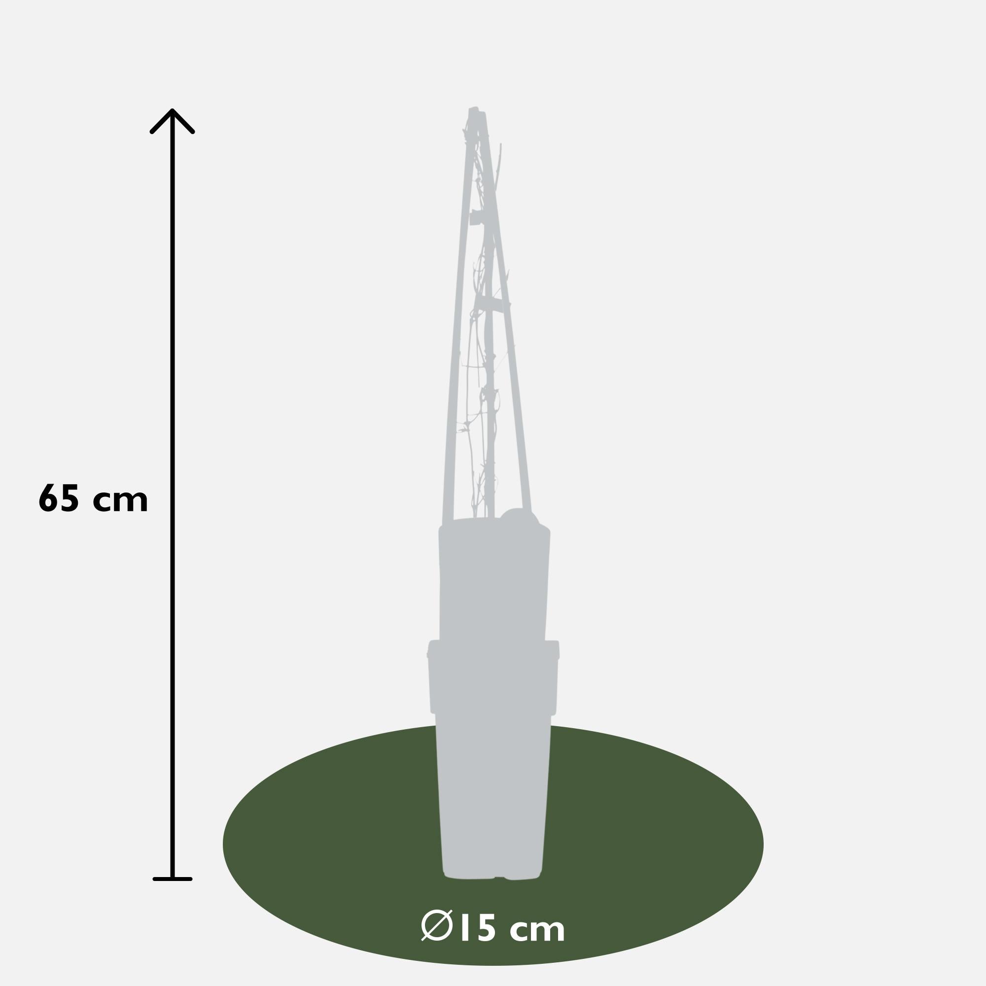 Clematis 'Warszawska Nike' – sytě fialové květy, květináč 15 cm, výška 65 cm
