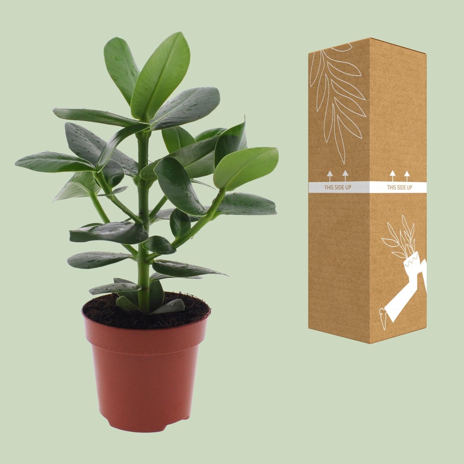 Clusia Rosea 'Princess' – Autogrammbaum - 15-60 cm