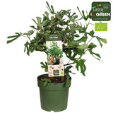 Feigenbaum „Little Miss Figgy“ (Ficus carica) Bio – 23 cm Topf, ca. 50 cm hoch