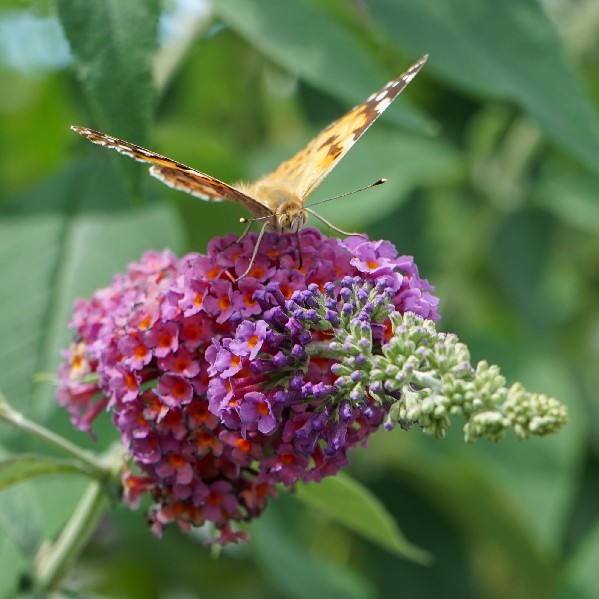 Buddleja davidii 'Flower Power' – lövfällande fjärilsbuske, 17 cm kruka, 30 cm höjd