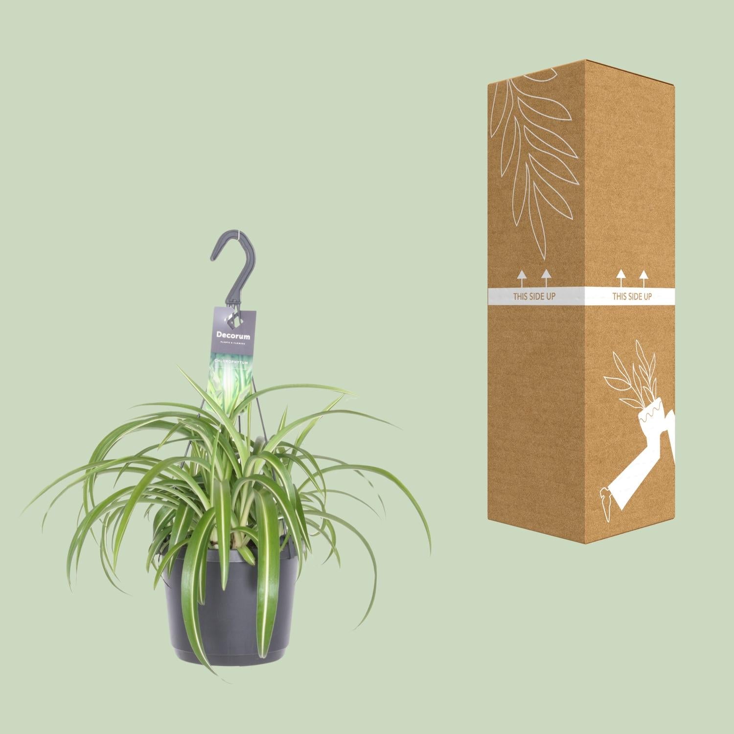 Chlorophytum comosum 'Bonnie' – pavoučí rostlina - květináč 17 cm, výška 35 cm