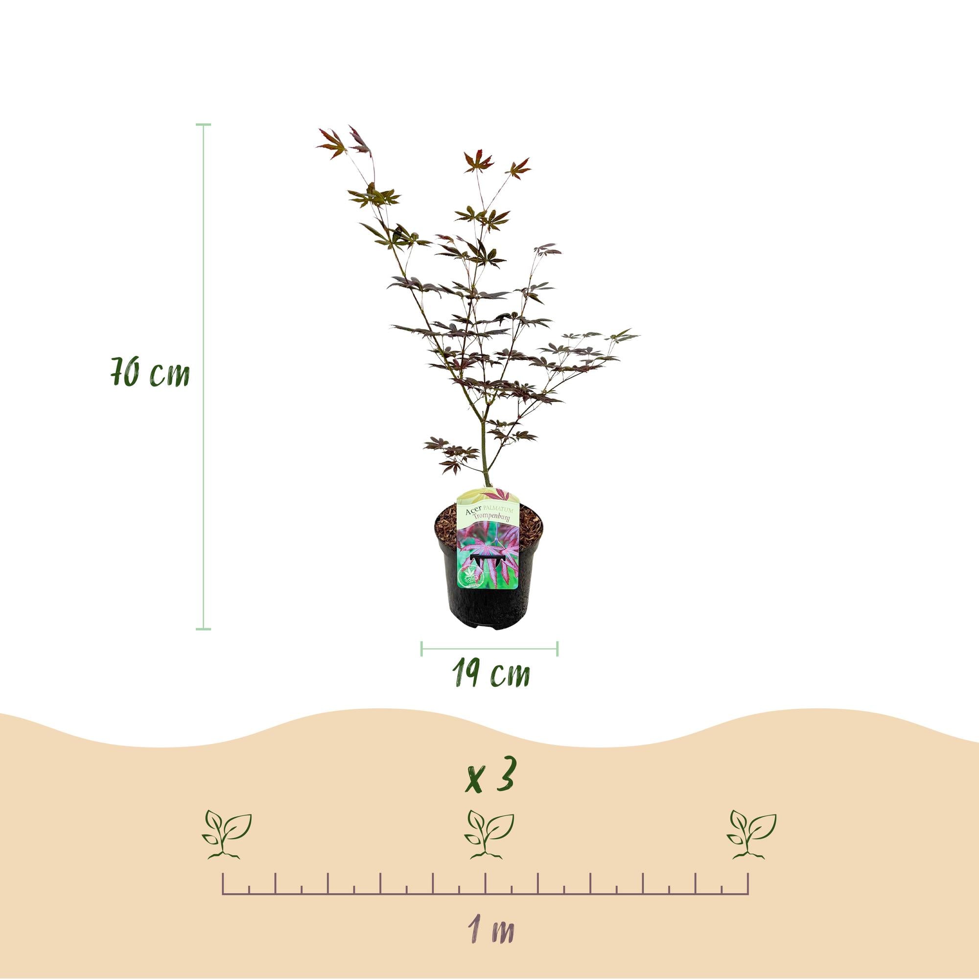 Acer Palmatum 'Trompenburg' – javor dlanitý, opadavý – květináč 19 cm, výška 70 cm
