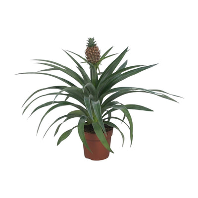Ananas 'Il mio amico' – Zierananas - 12 cm Topf, 40 cm