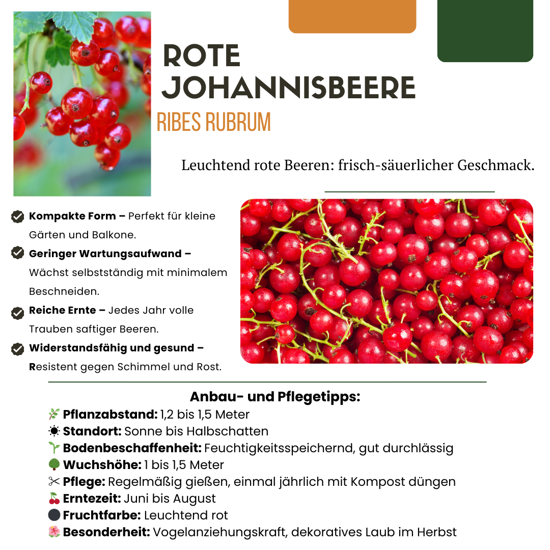 Uva spina biologica – pianta giovane e robusta in vaso da 13 cm, alta 20 cm