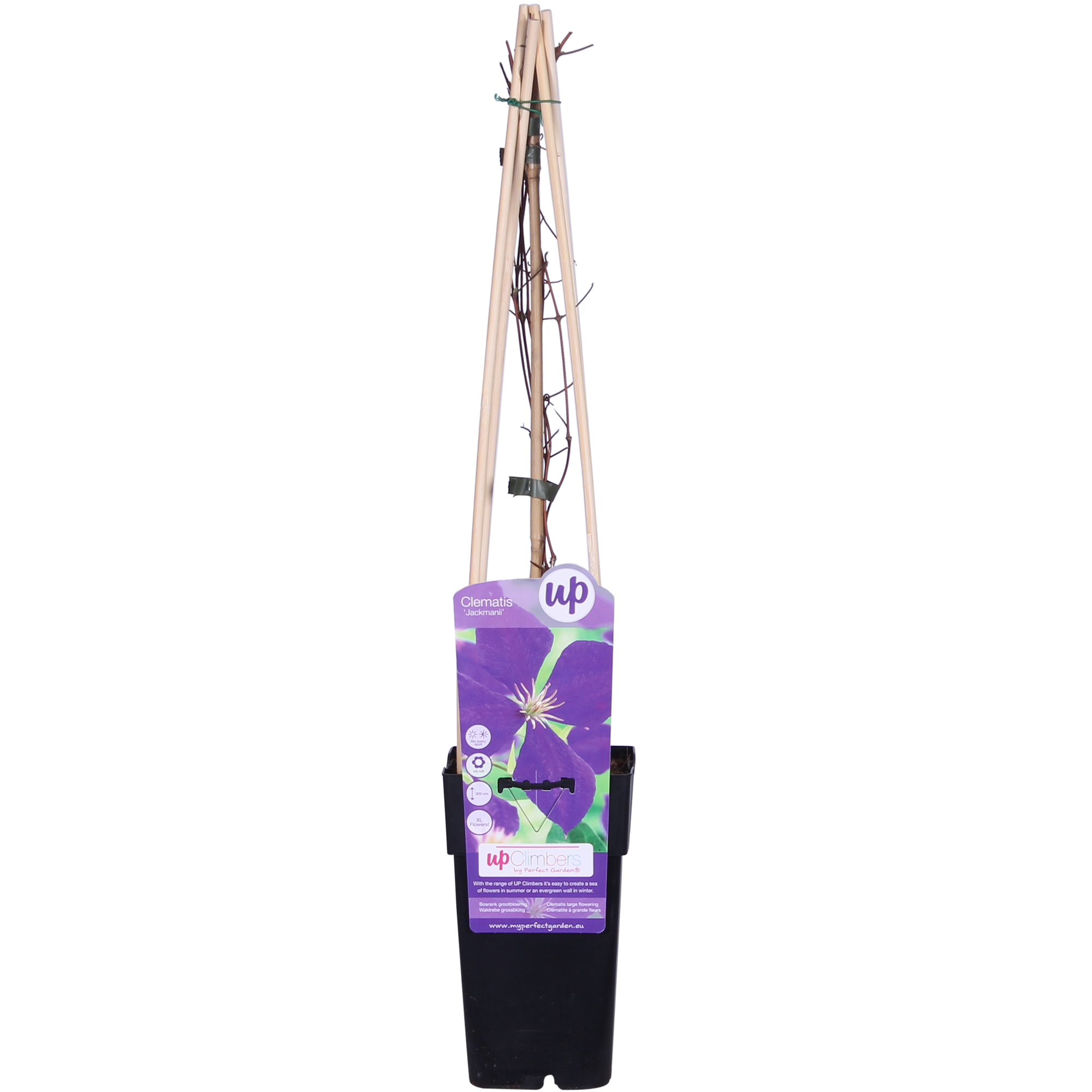 Clematis ‘Jackmanii’ – sommerblühende Waldrebe, 15 cm Topf, 65 cm Höhe