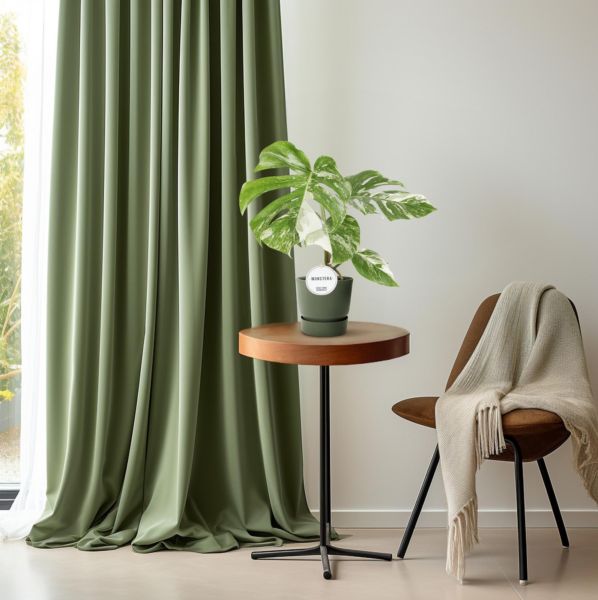 Monstera Deliciosa Variegata – pestrá rostlina švýcarského sýra - květináč 15 cm, výška 45 cm