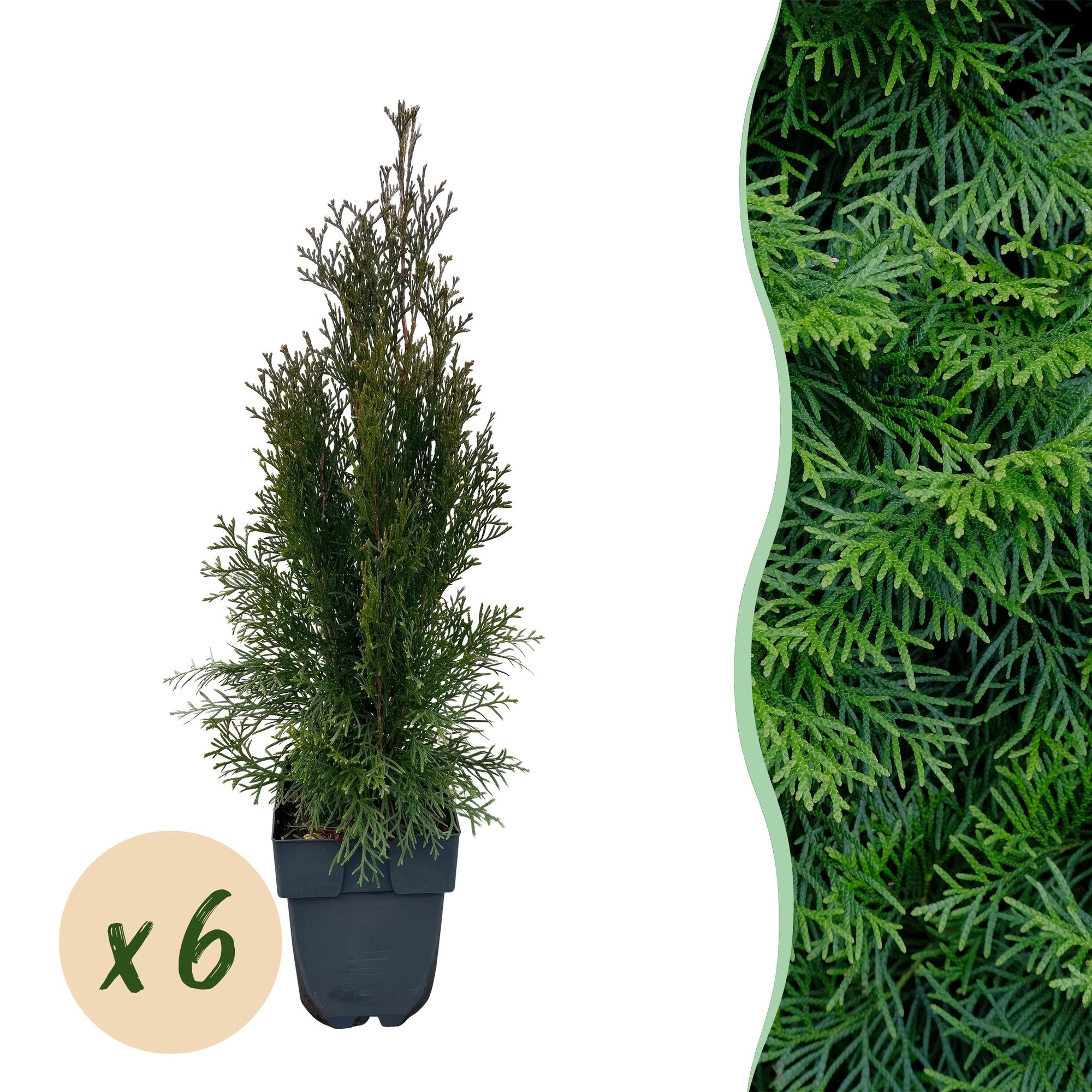 GreenboutiQ - Rostliny na živý plot - Thuja occidentalis Smaragd - Zelené listy - 6 rostlin - 1 běžný metr - Vždyzelená - květináč 17 cm, výška 60 cm