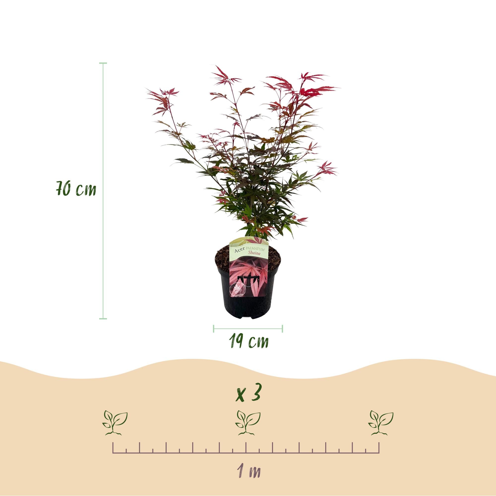 Acer Palmatum 'Shaina' – javor dlanitý, opadavý – květináč 19 cm, výška 70 cm