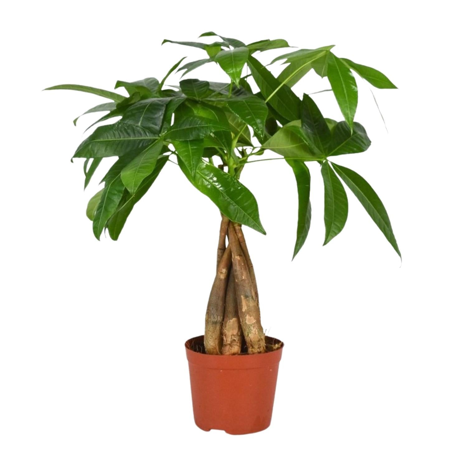 Pachira Aquatica – Money Tree - 35-120 cm
