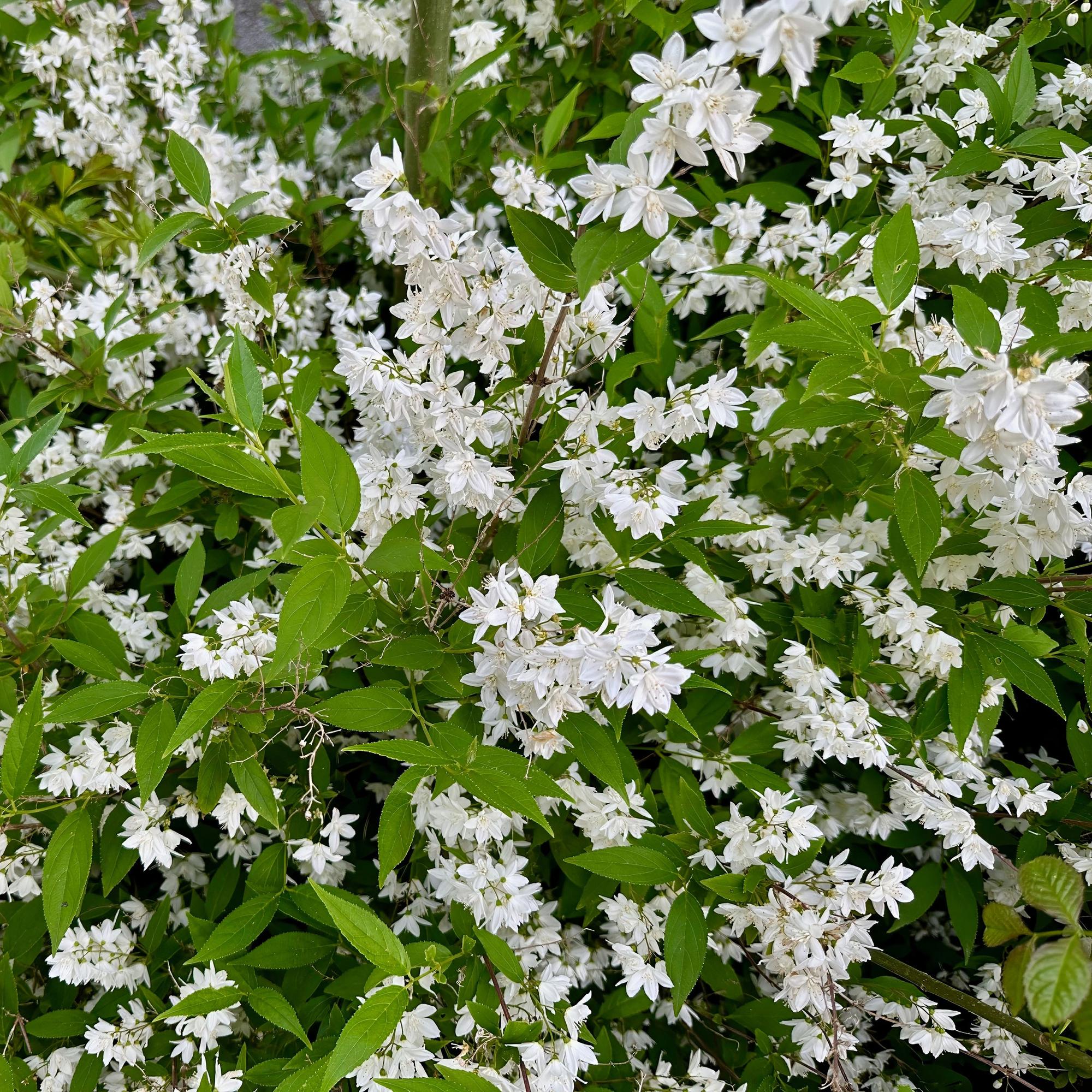 Majblomma (Deutzia gracilis) – vitblommande, lövfällande, 17 cm kruka, 45 cm höjd
