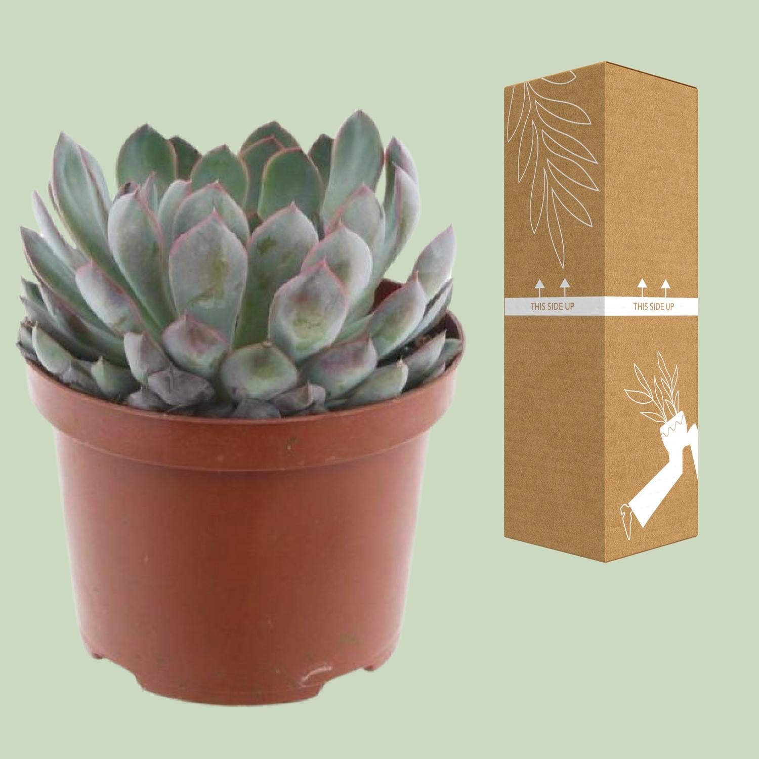 Echeveria Pelisuda – růžičkový sukulent – květináč 17 cm, výška 30 cm