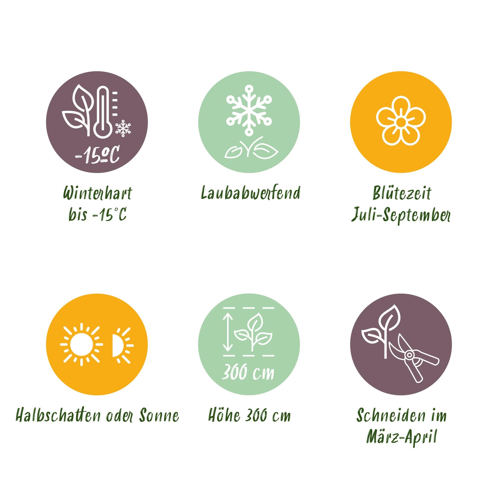 Hibiskus 'Hamabo' – lövfällande, ljusrosa blommande, 17 cm kruka, 45 cm hög