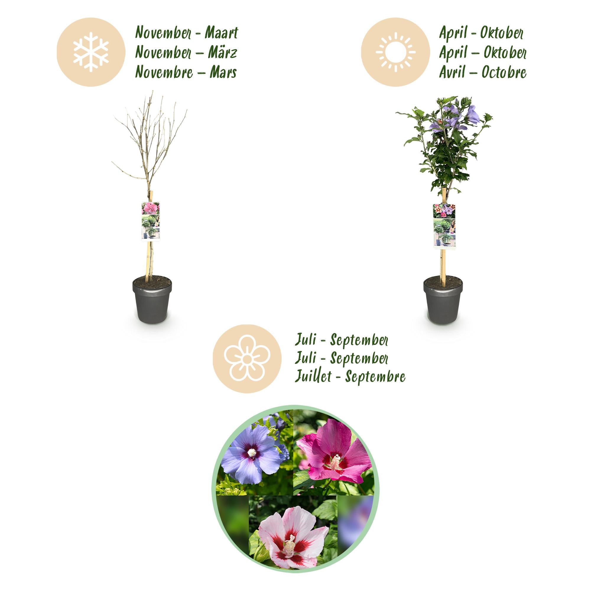 Hibiscus syriacus 'Tricolour' – standardträd för uteplats och trädgård, 19 cm kruka, 90 cm höjd