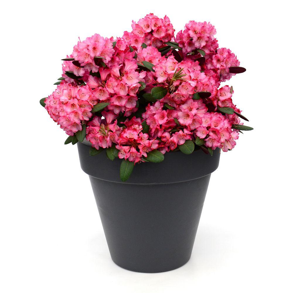 Rhododendron 'Wine & Roses' – vintergrön, 13 cm kruka, 20 cm hög