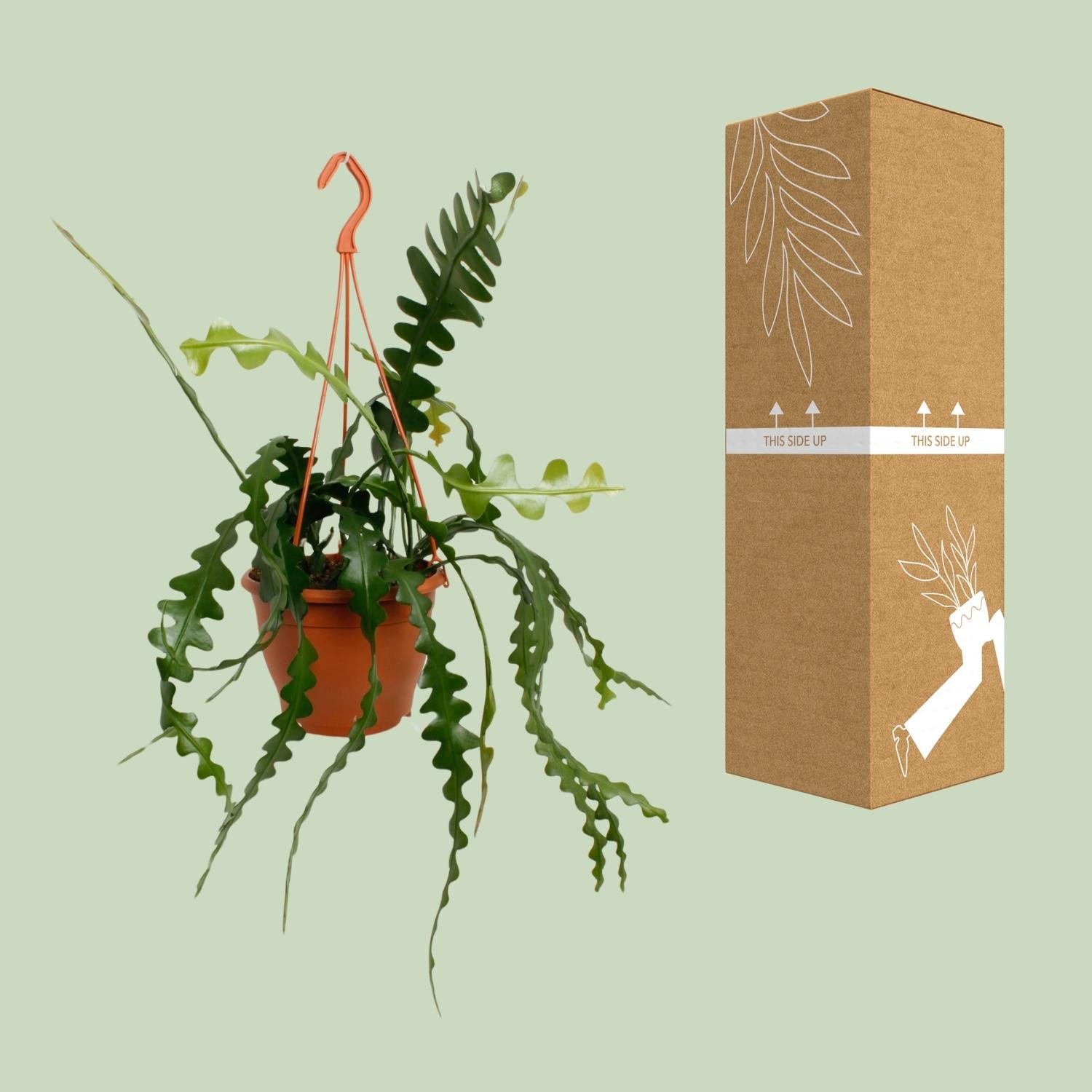 Epiphyllum Anguliger – kaktus cikcak - květináč 14-17 cm, výška 35 cm